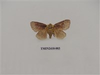 藏品(銀灰帶刺蛾)的圖片